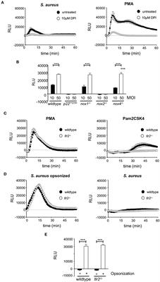 NOX2 Deficiency Permits Sustained Survival of S. aureus in Macrophages and Contributes to Severity of Infection